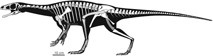 Pisanosaurus - Dino Knowledge